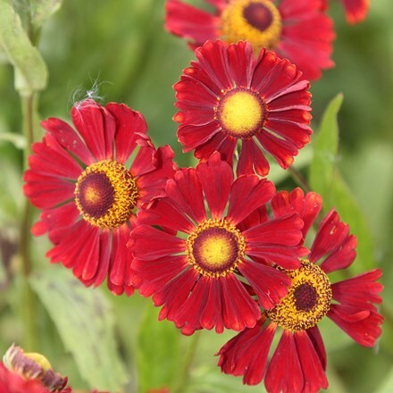 Picture of Helenium Ruby Tuesday