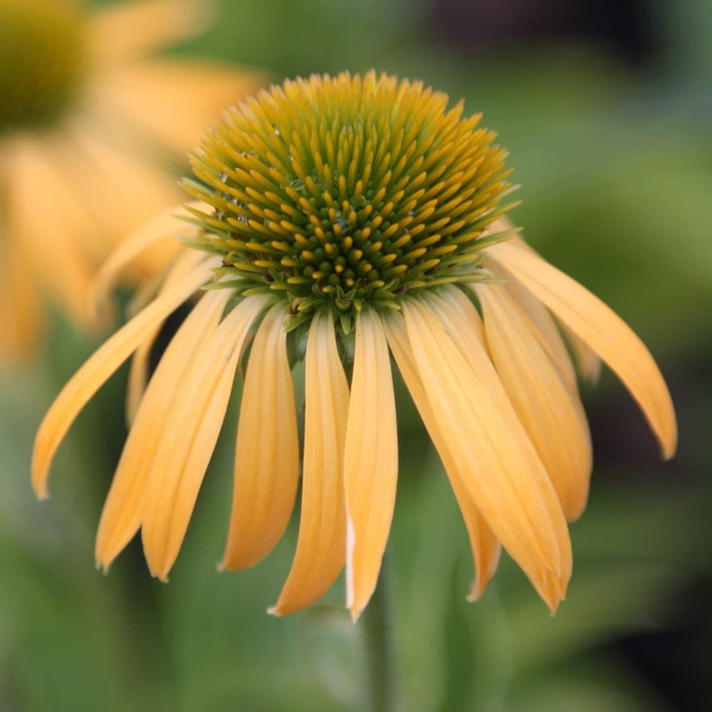 coneflower