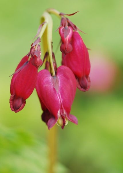 Dicentra formosa Bacchanal