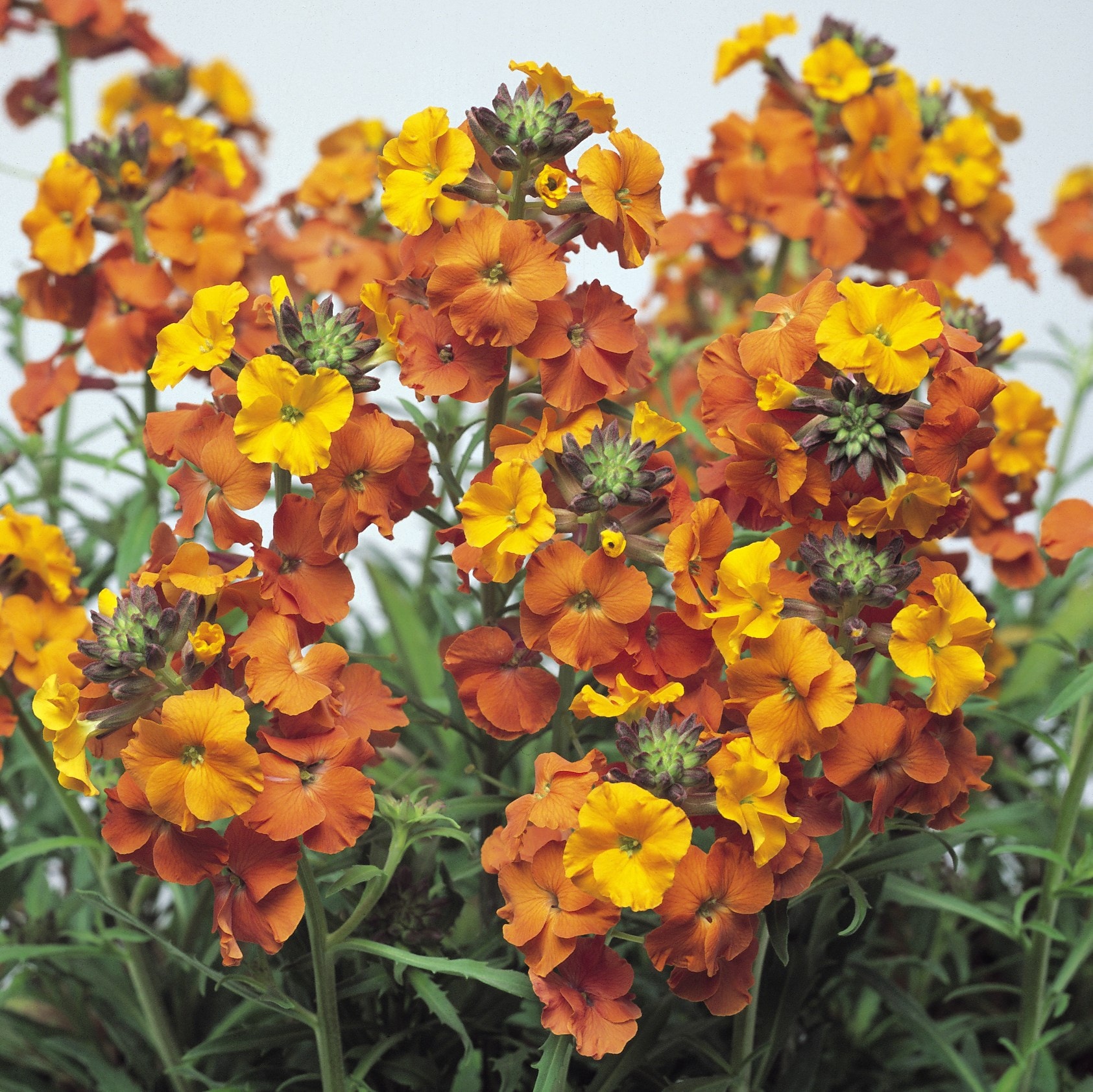 perennial wallflower