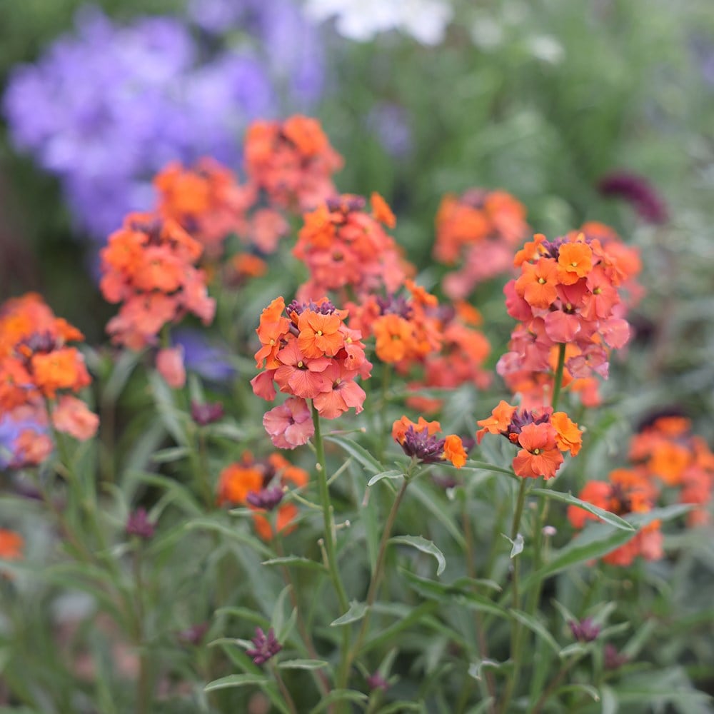<i>Erysimum</i> 'Apricot Twist'