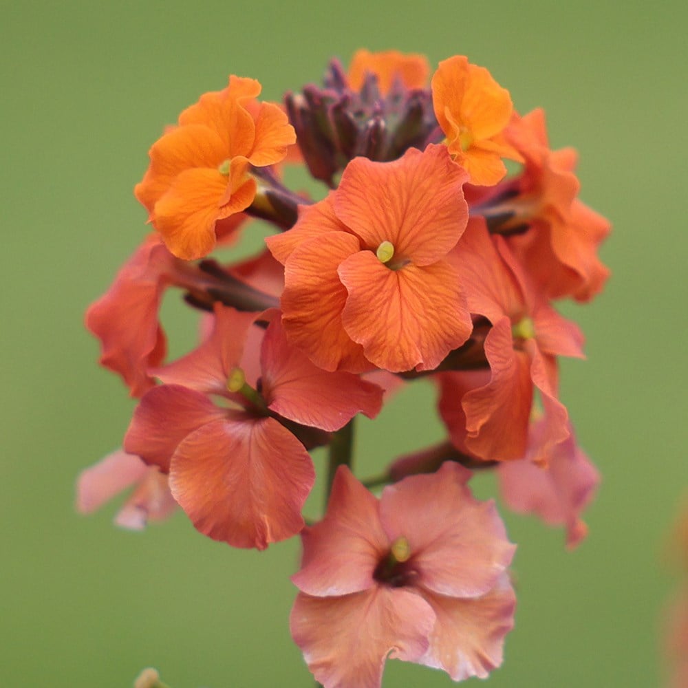 <i>Erysimum</i> 'Apricot Twist'