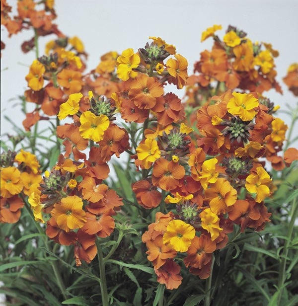 Erysimum Apricot Twist