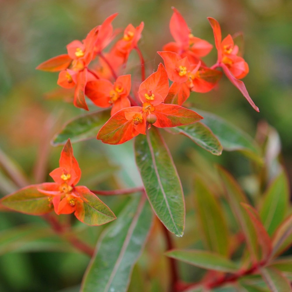 <i>Euphorbia griffithii</i> 'Fireglow'