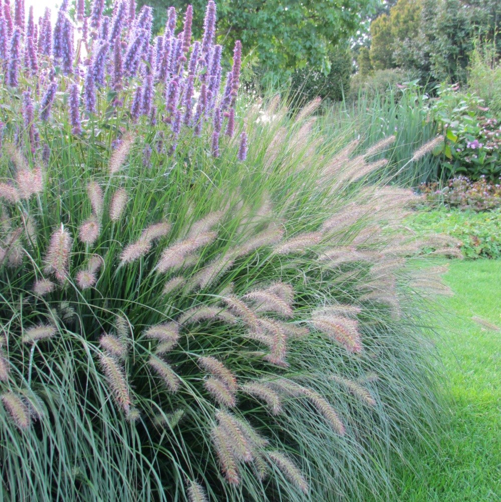 <i>Pennisetum villosum</i> 