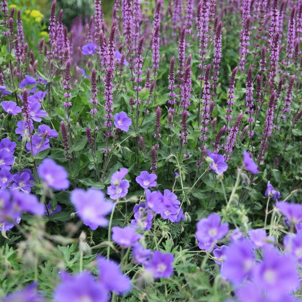 <i>Geranium</i> 'Orion'