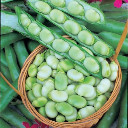 bean (broad) Masterpiece Green Longpod