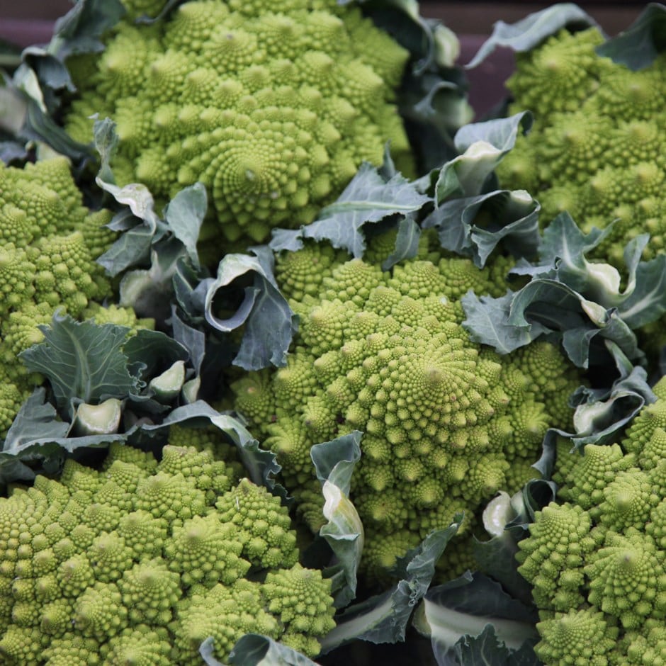 cauliflower 'Romanesco'