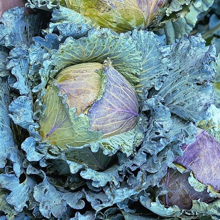 cabbage January King