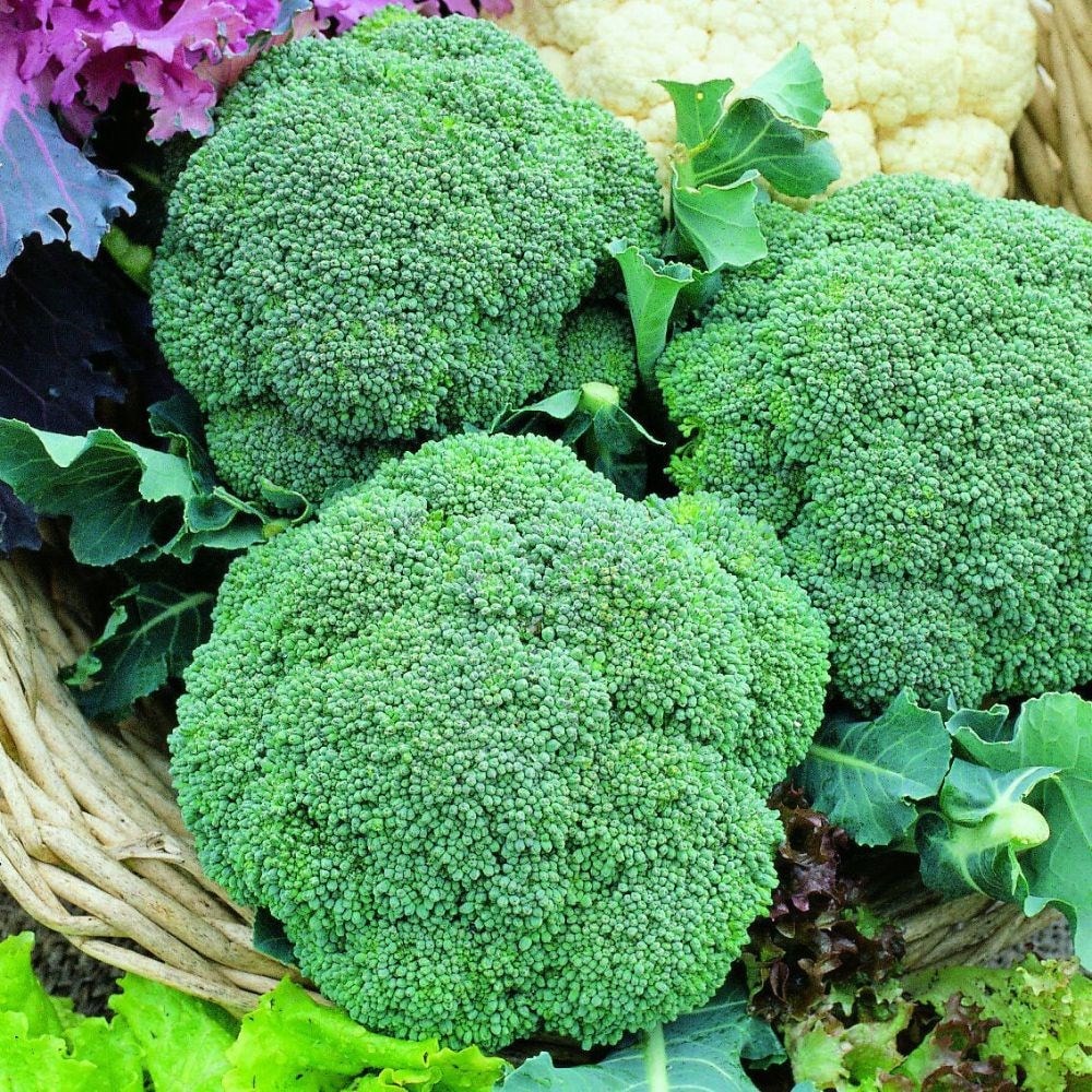 calabrese (broccoli) 'Green Magic' F1