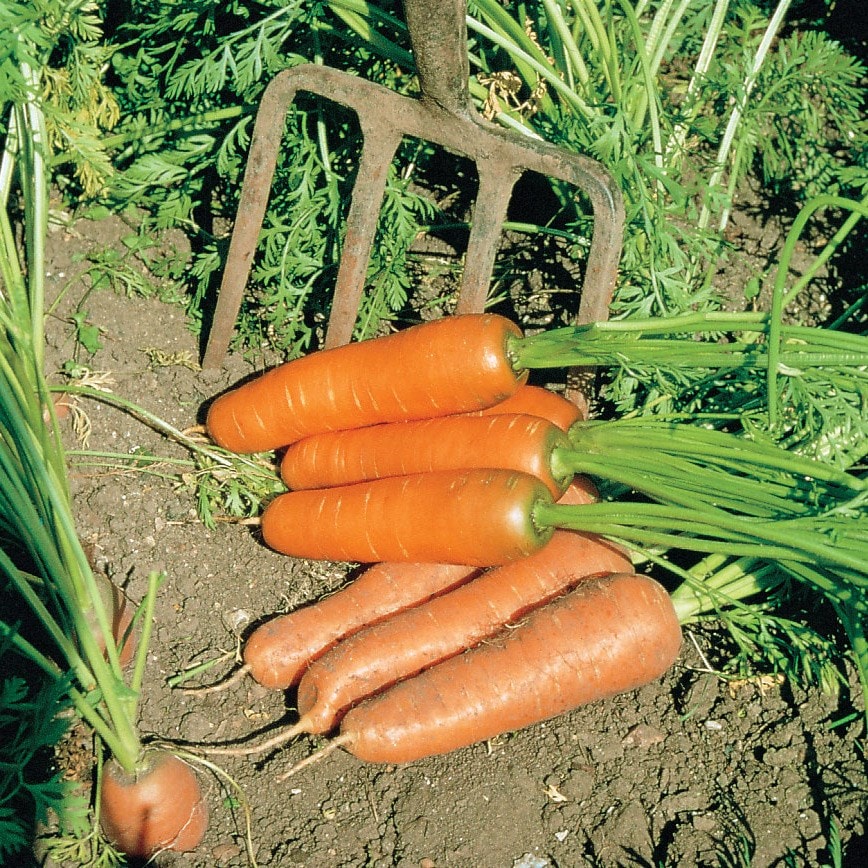 Product options image