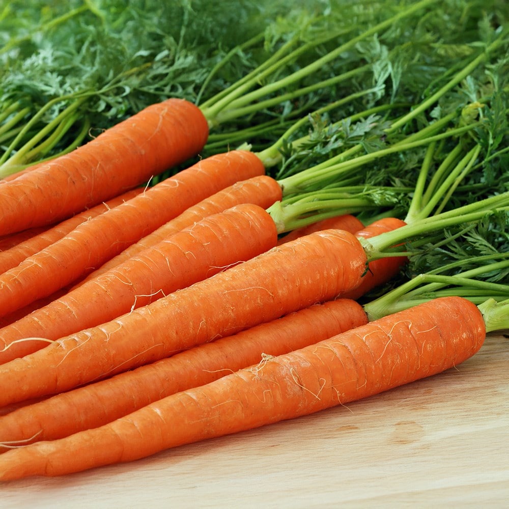 carrot or Daucus carota 'Autumn King'