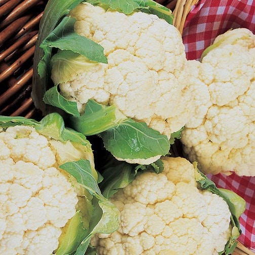 cauliflower Igloo