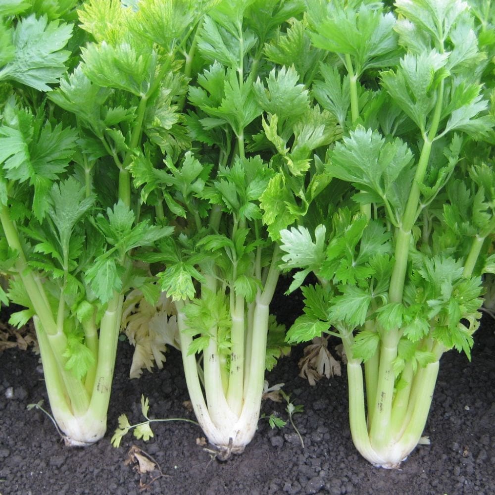 celery or Apium graveolens var. dulce 'Golden Self-blanching'