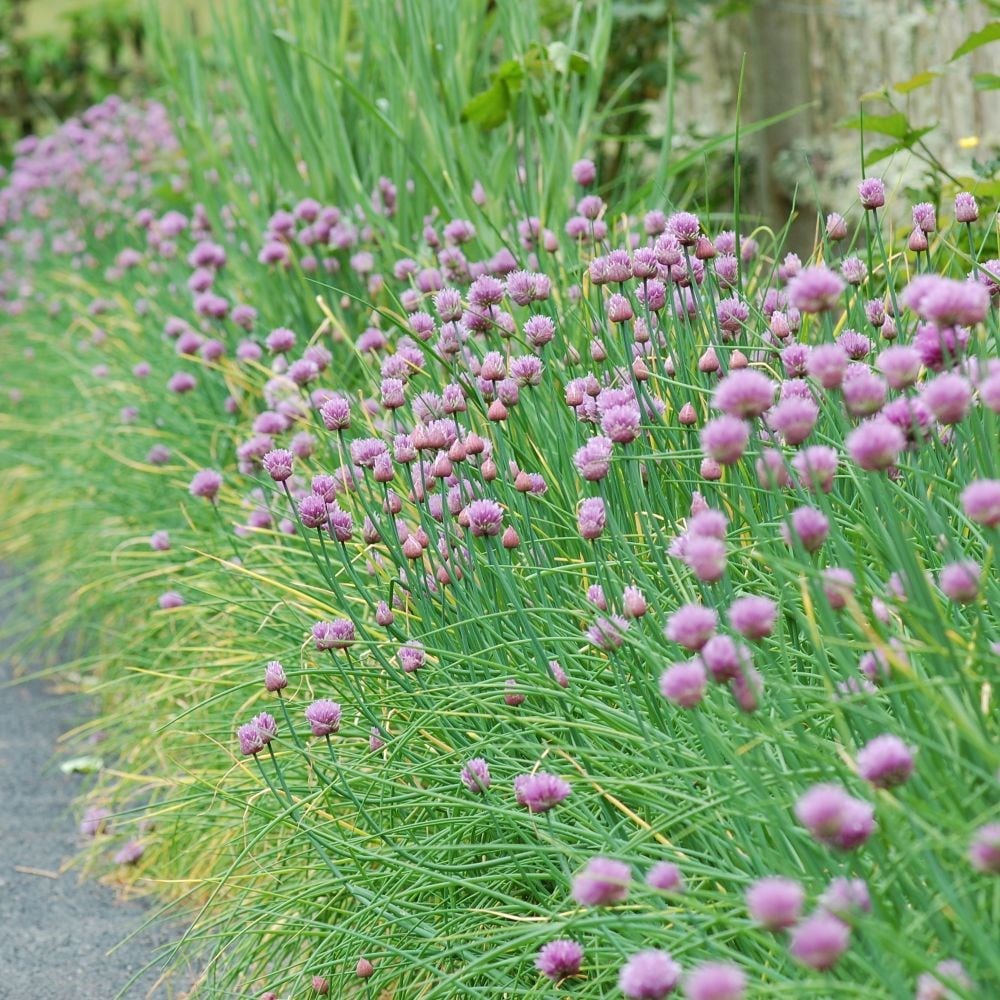 Collection 92+ Pictures What Do Chives Look Like In The Grocery Store ...