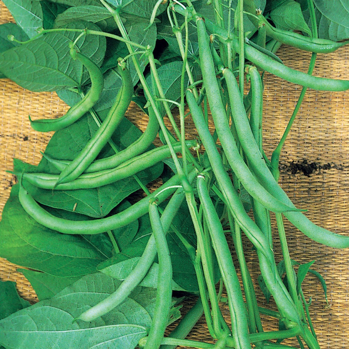 Buy Climbing French Bean / Phaseolus Vulgaris 'Blue Lake' Bean ...