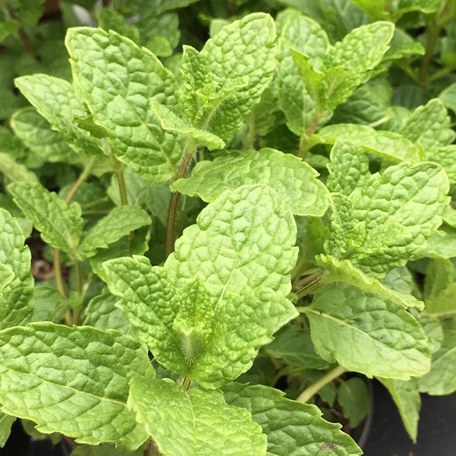 Moroccan mint or Mentha spicata var. crispa 'Moroccan'