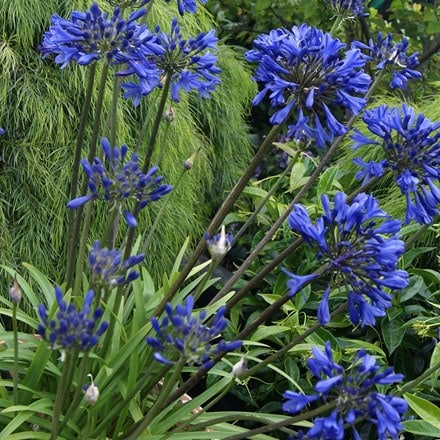 Picture of Agapanthus Midnight Star