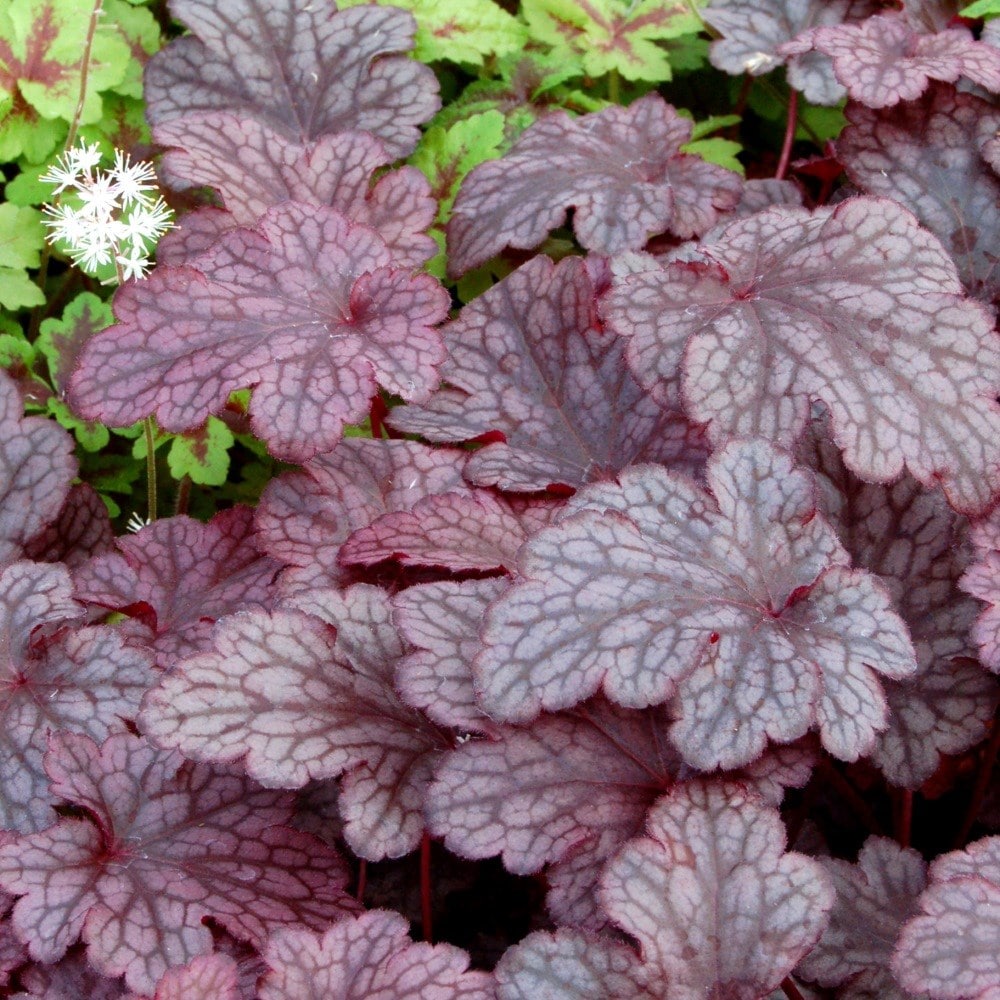 <i>Heuchera</i> 'Plum Pudding' (PBR)