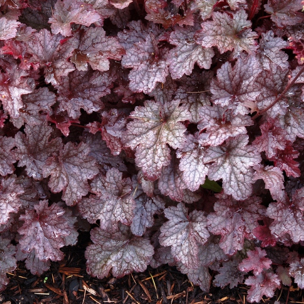 <i>Heuchera</i> 'Plum Pudding' (PBR)
