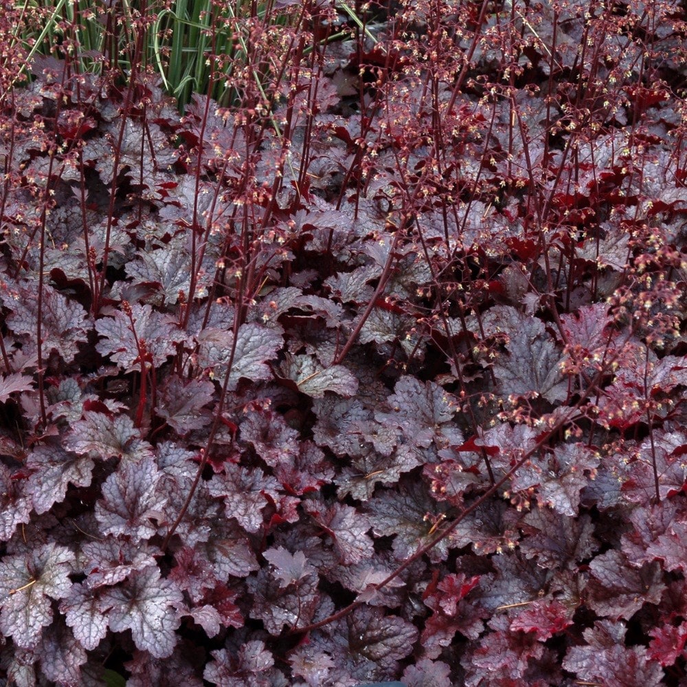 <i>Heuchera</i> 'Plum Pudding' (PBR)