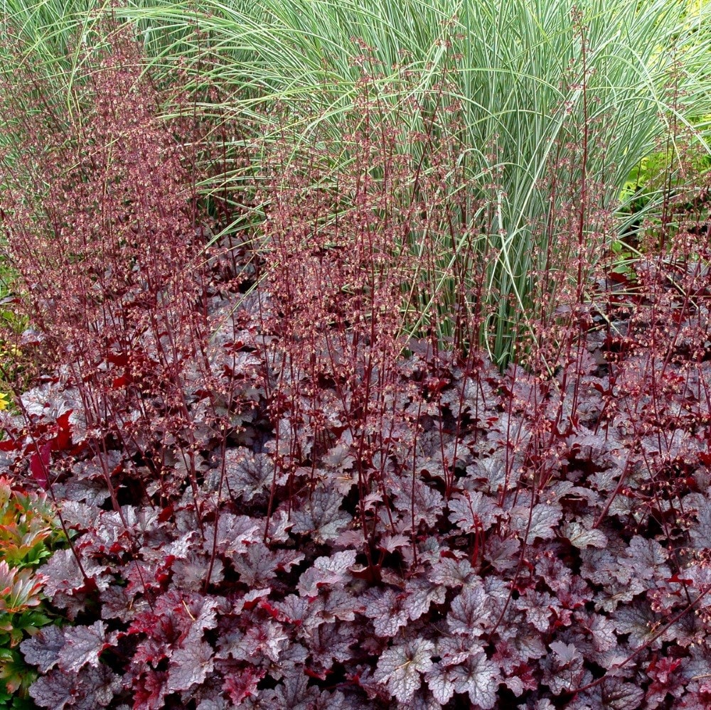 <i>Heuchera</i> 'Plum Pudding' (PBR)