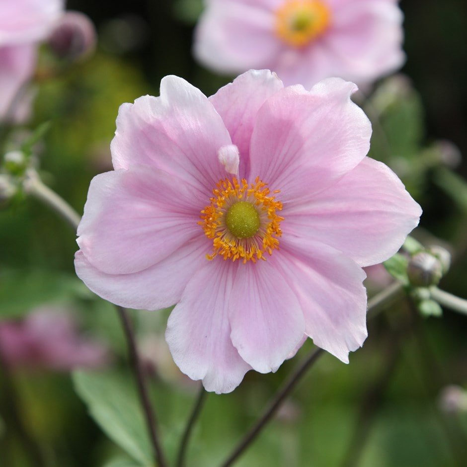 Japanese anemone.