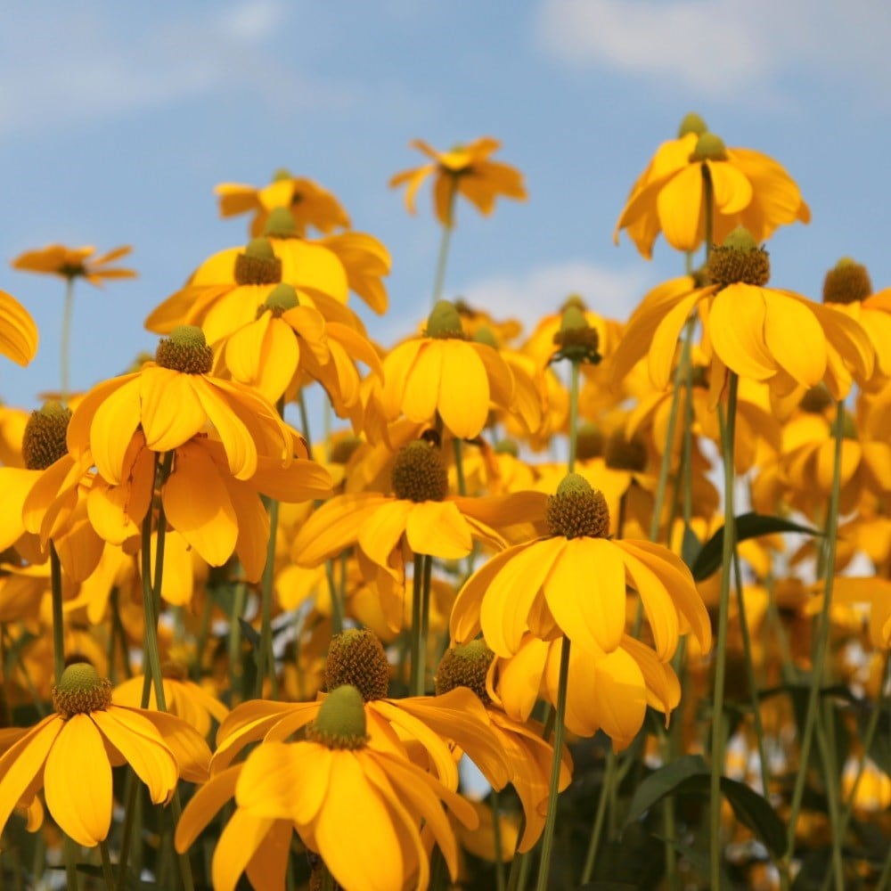 <i>Rudbeckia laciniata</i> 'Herbstsonne'