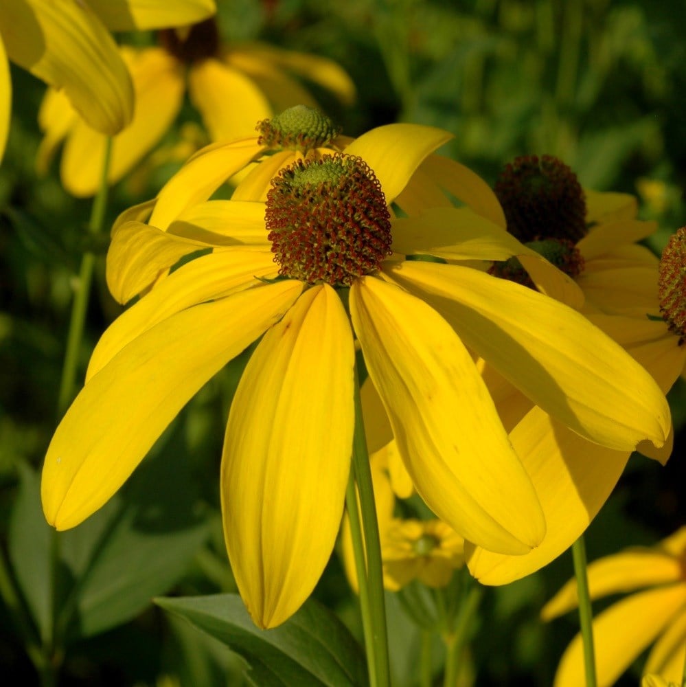 <i>Rudbeckia laciniata</i> 'Herbstsonne'
