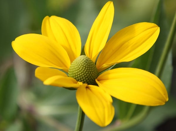 Rudbeckia laciniata Herbstsonne