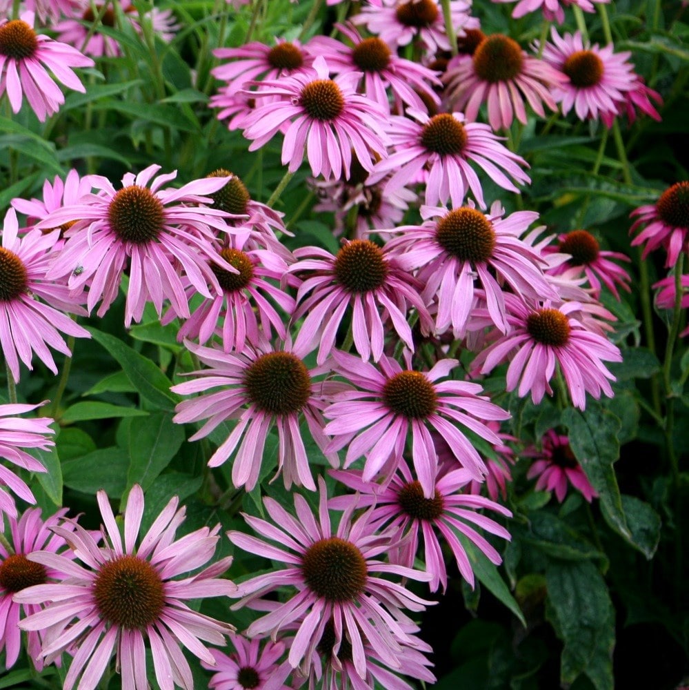 Product options image