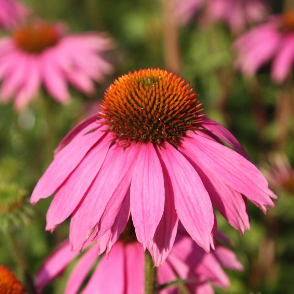Image result for Echinacea