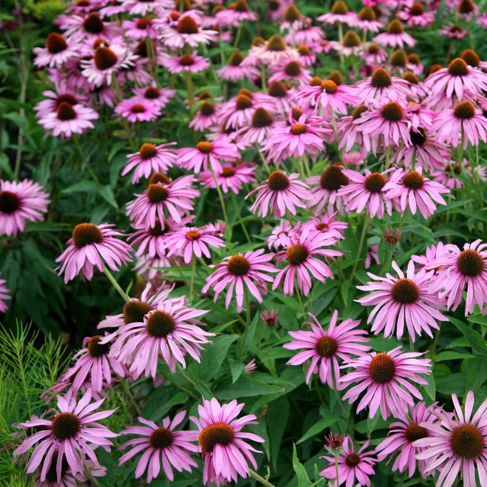 <i>Echinacea purpurea</i> 'Magnus'