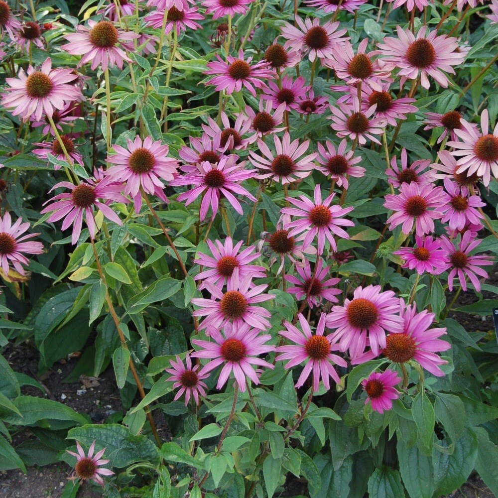 <i>Echinacea purpurea</i> 'Magnus'