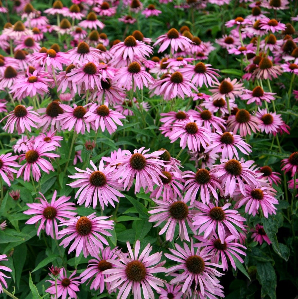 <i>Echinacea purpurea</i> 'Magnus'
