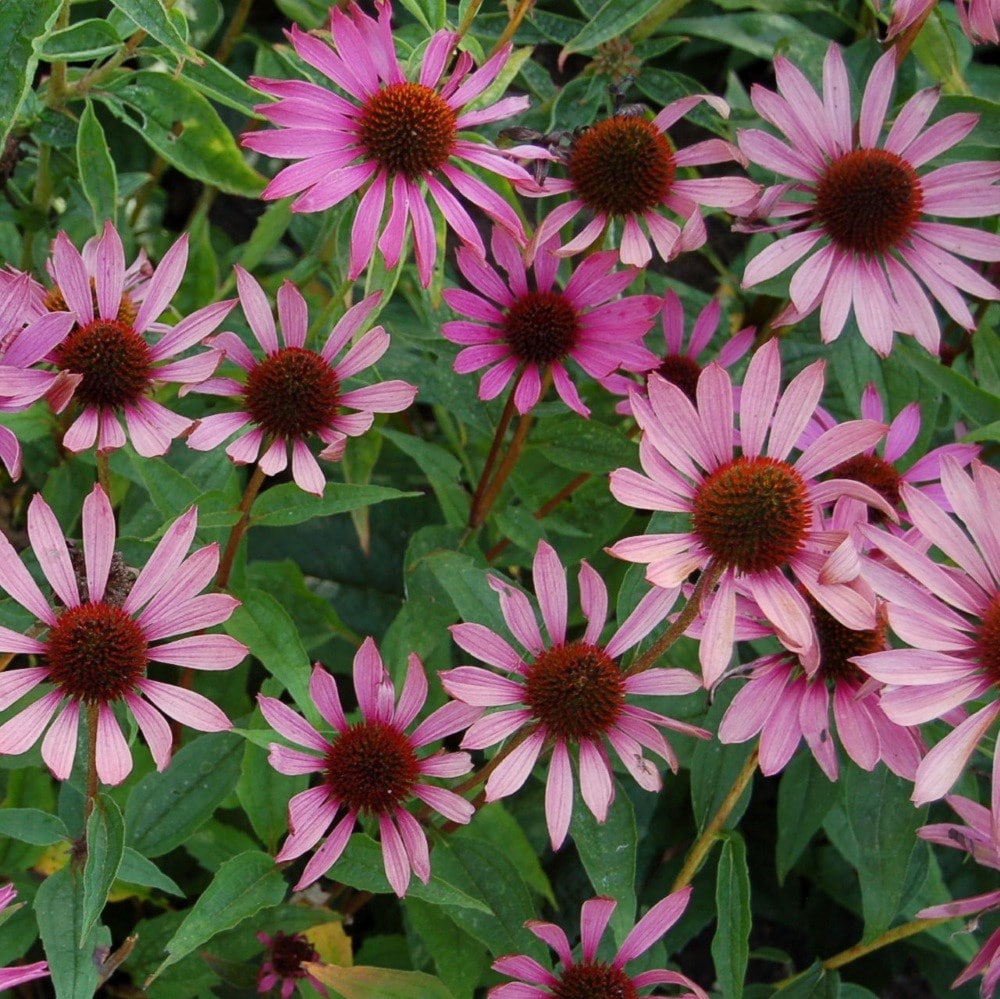 <i>Echinacea purpurea</i> 'Magnus'