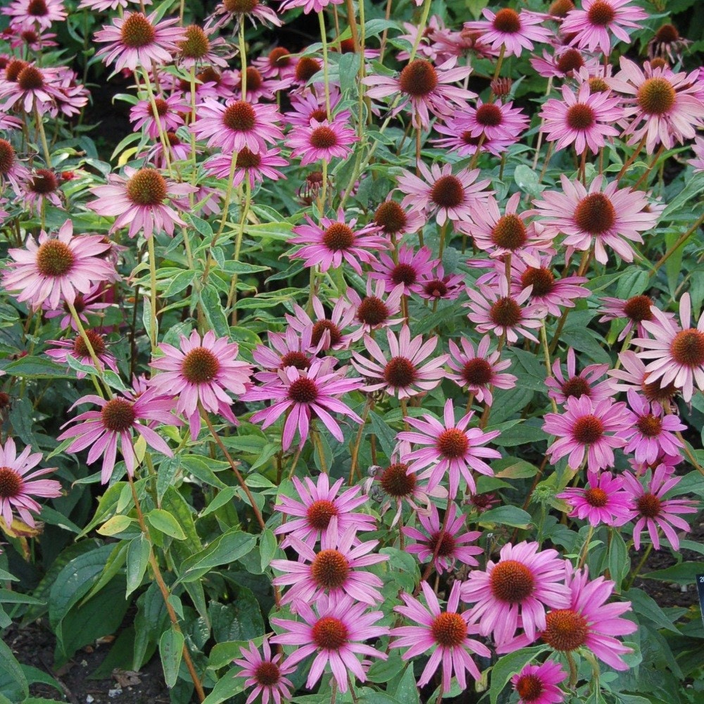 <i>Echinacea purpurea</i> 'Magnus'