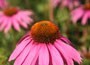 coneflower