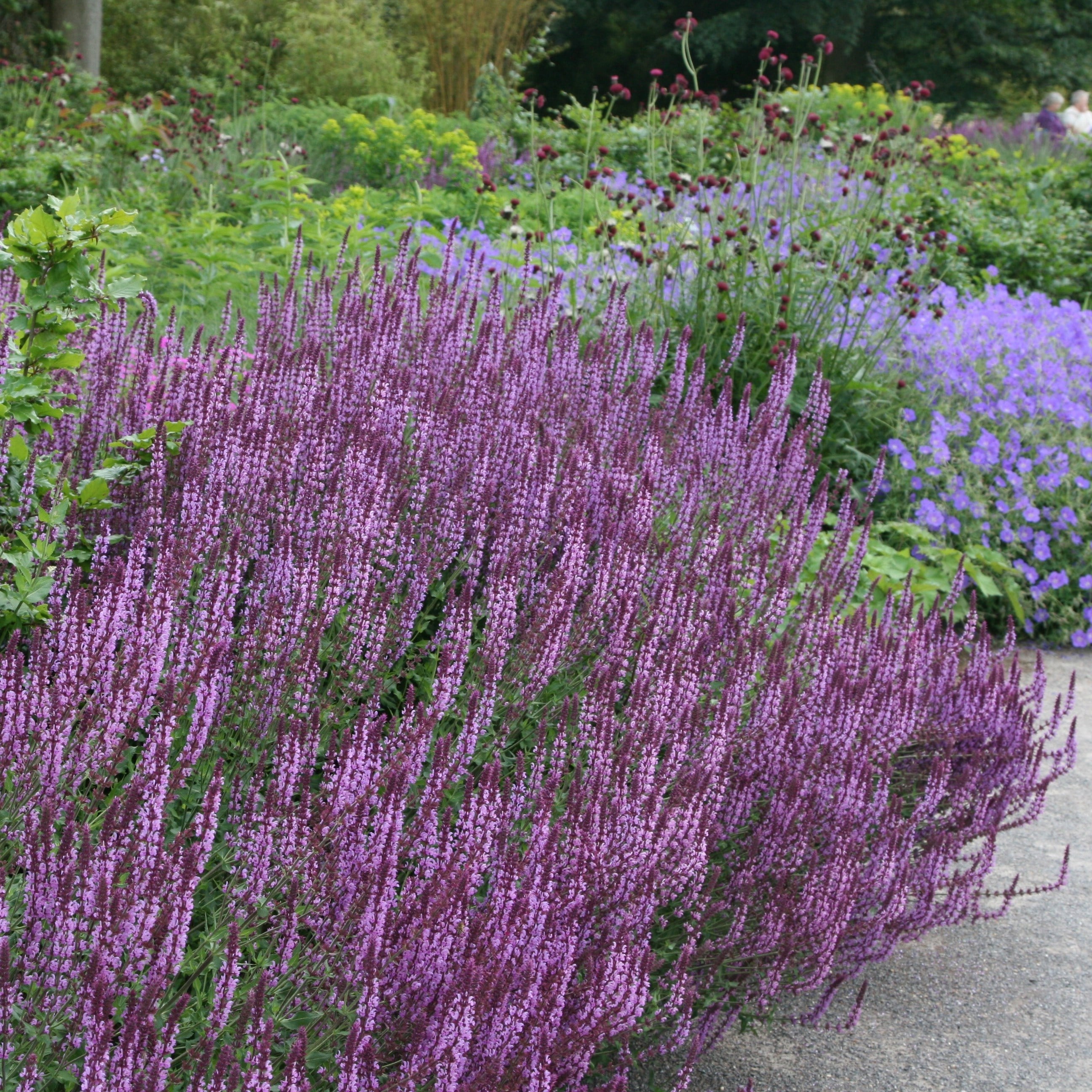 Product options image