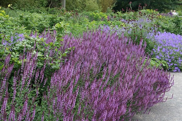 Salvia nemorosa Amethyst