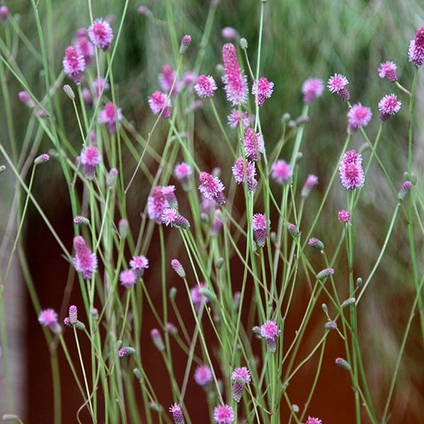 Sanguisorba officinalis Pink Tanna