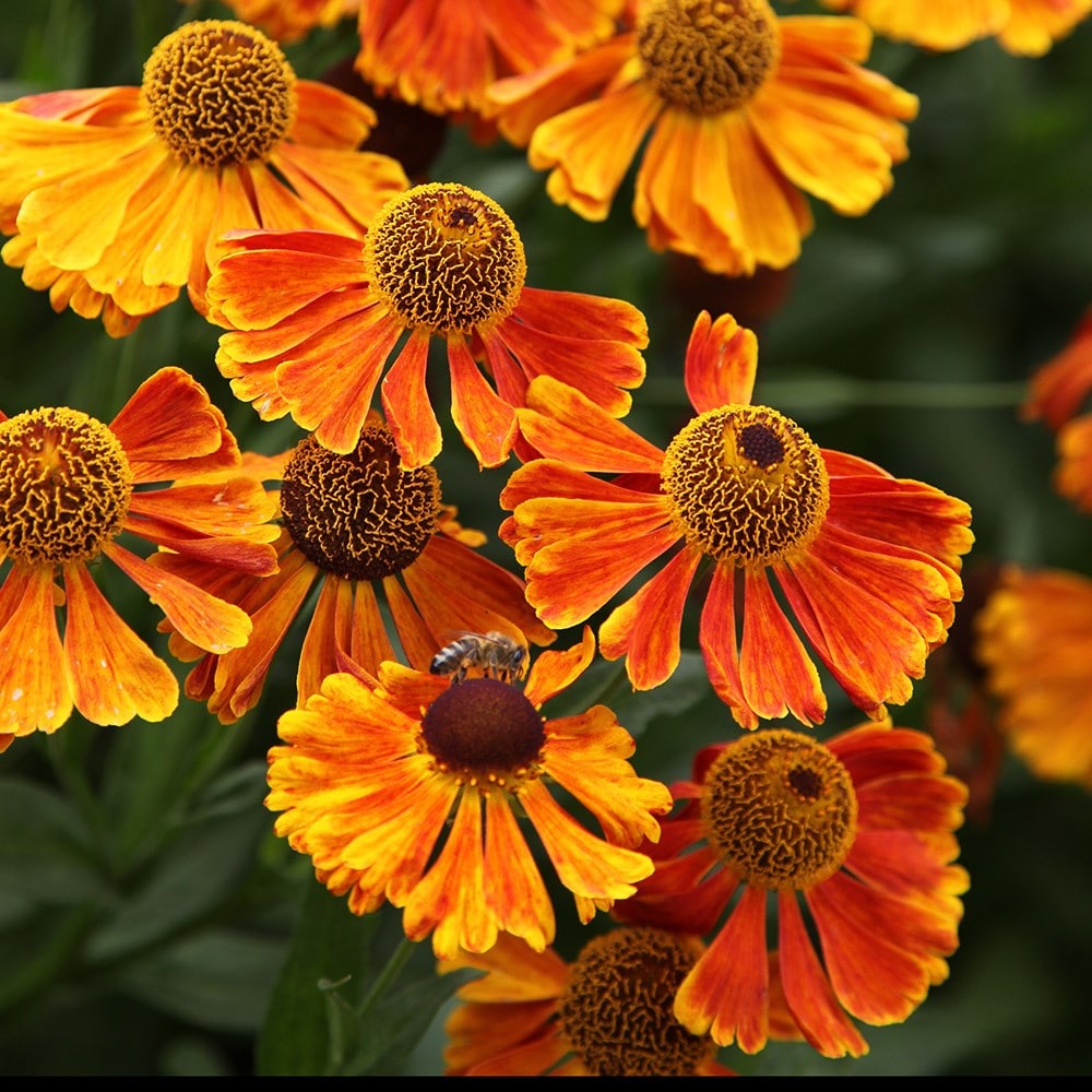 Product options image