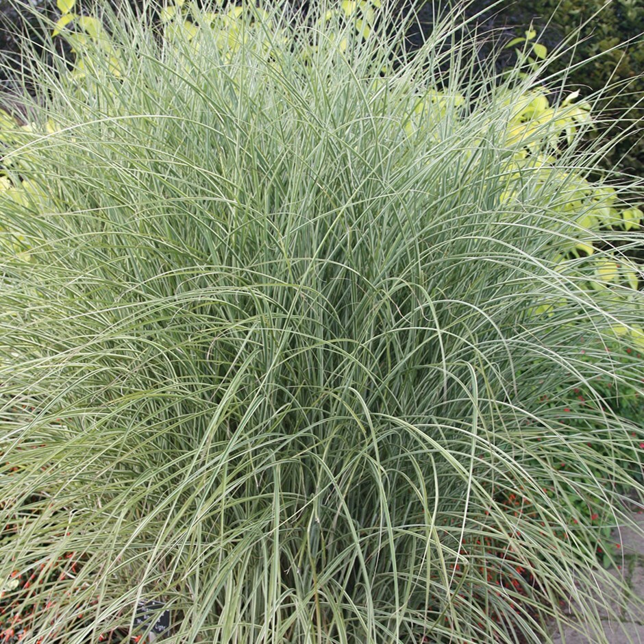 Buy Silver Grass Miscanthus Sinensis Morning Light Delivery By Waitrose Garden