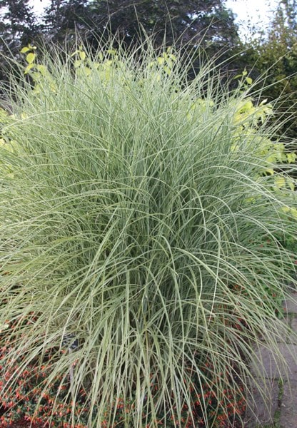 Buy silver grass Miscanthus sinensis 'Morning Light'