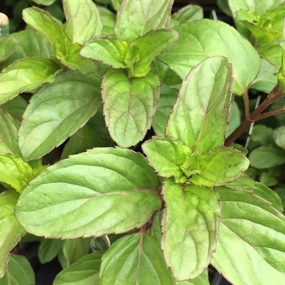 basil mint or Mentha × piperita f. citrata 'Basil'