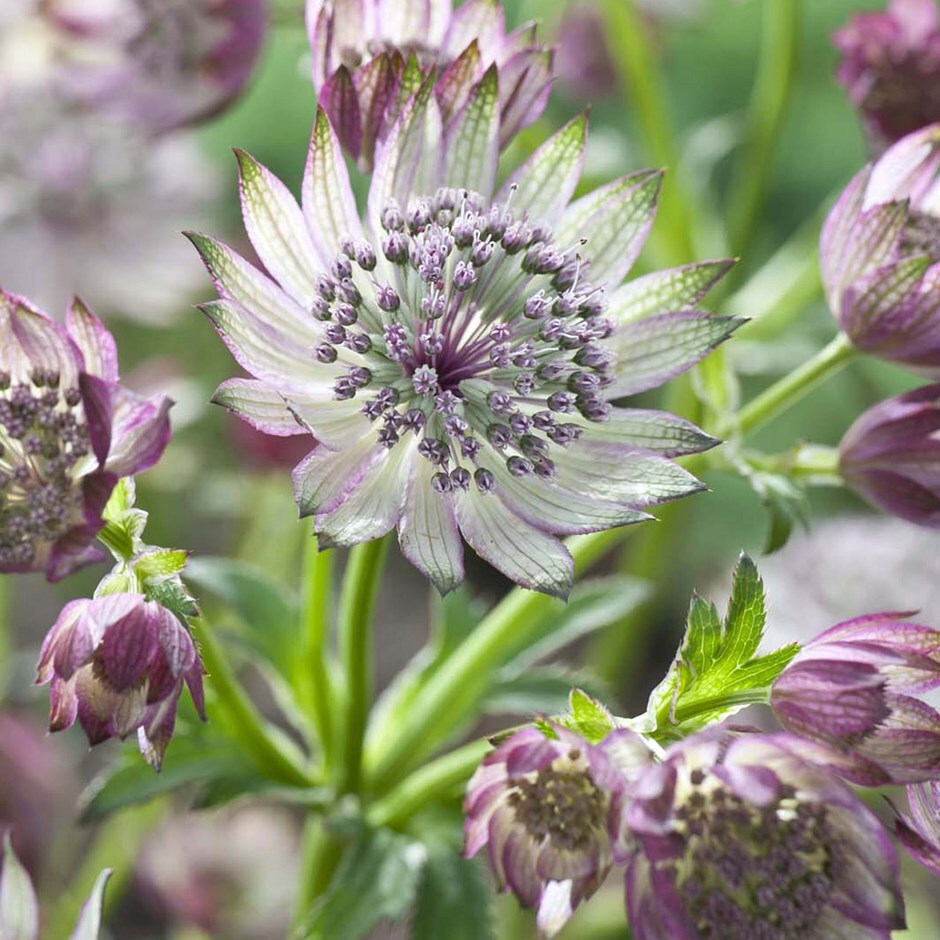 <i>Astrantia</i> 'Superstar' (PBR)