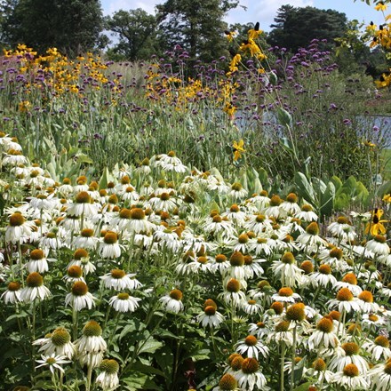 Picture of Echinacea purpurea White Swan