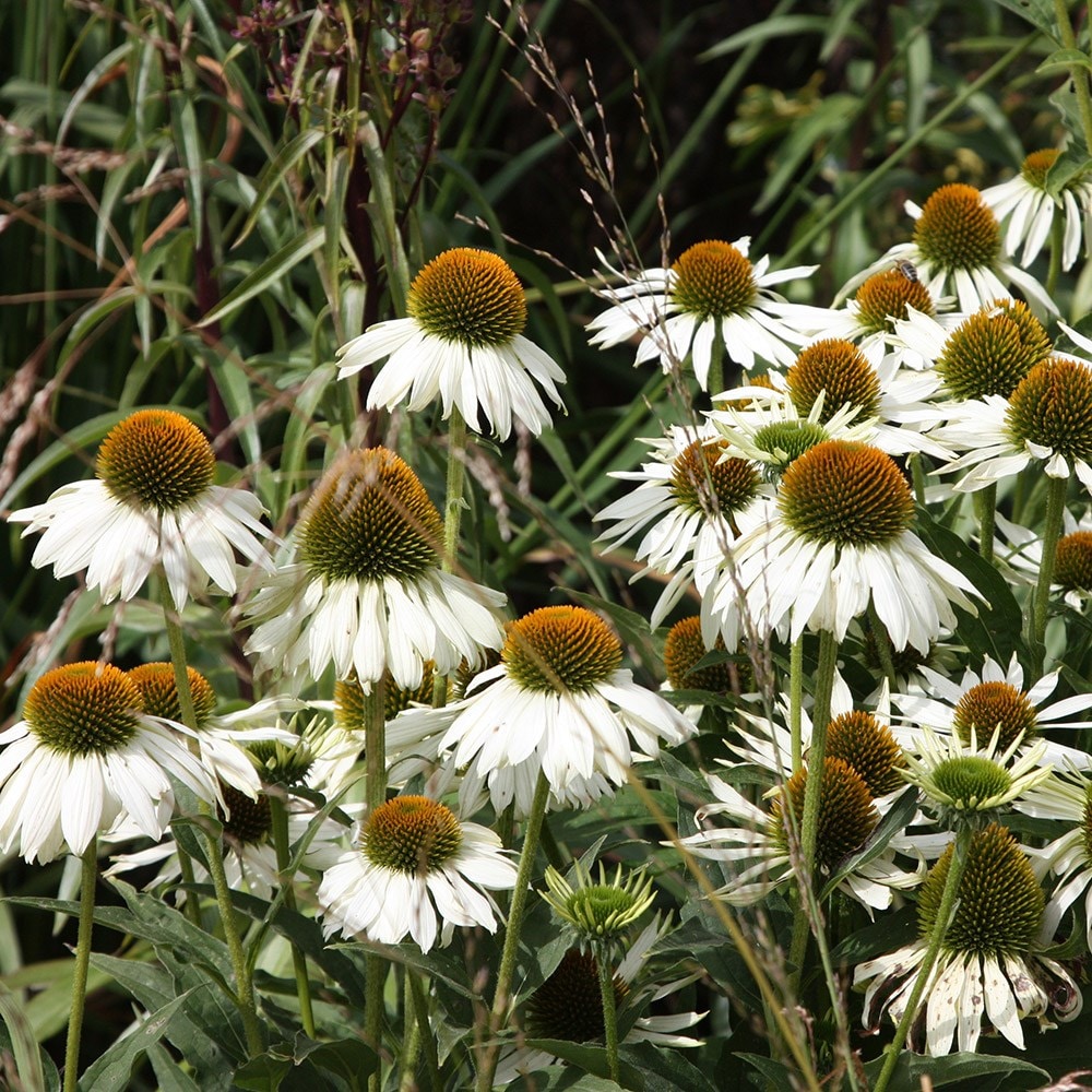 Buy coneflower Echinacea purpurea White Swan £9.99 Delivery by Crocus