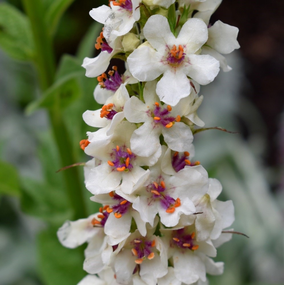 <i>Verbascum chaixii</i> 'Album'