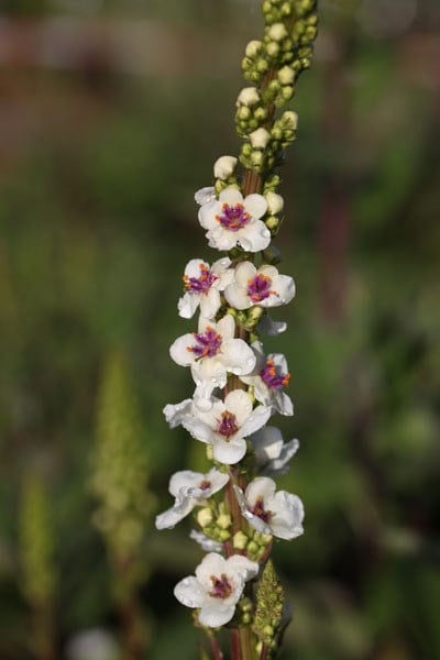 Verbascum chaixii Album